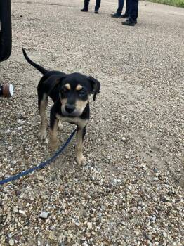 DELILAH -  Mixed Breed Dog for Adoption in Dallas, Texas - DELILAH | PetCurious