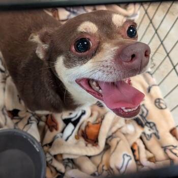 Mixed Breed Dogs Available for Adoption in Leander, Texas - Tara | PetCurious