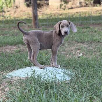Roo -  Weimaraner Dog for Adoption in Caldwell, Texas - Roo | PetCurious