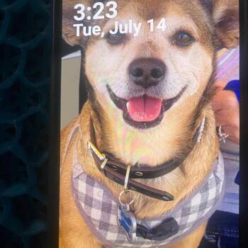 Chevy OS NV -  Chihuahua and Mixed Breed Dog for Adoption in Las Vegas, Nevada - Chevy OS NV | PetCurious