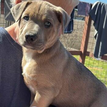 American Staffordshire Terrier Dogs Available for Adoption - Thumper | PetCurious