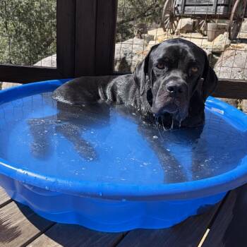 Nora -  Cane Corso and Mixed Breed Dog for Adoption in San Diego, California - Nora | PetCurious