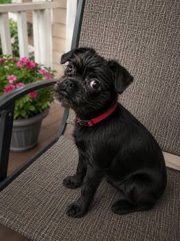 Margo -  Schnauzer and Chihuahua Dog for Adoption in Liverpool, Texas - Margo | PetCurious