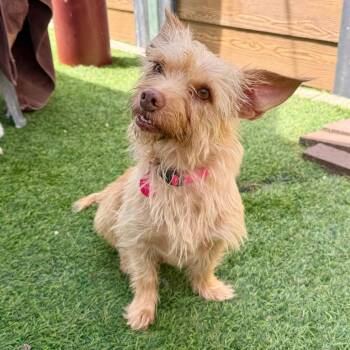 Petunia -  Terrier Dog for Adoption in Agoura Hills, California - Petunia | PetCurious