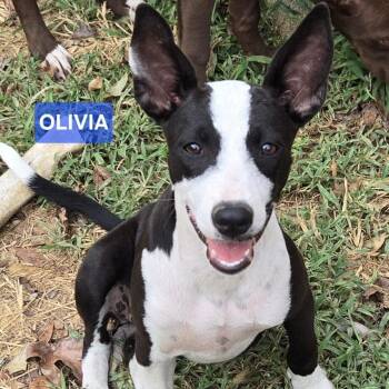 Olivia -  Hound and Mixed Breed Dog for Adoption in Medfield, Massachusetts - Olivia | PetCurious