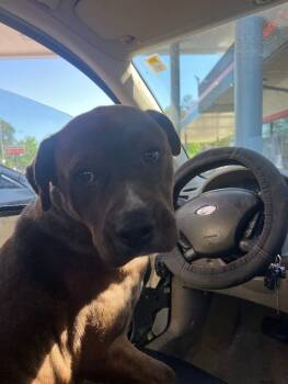 Rescue Mixed Breed Dogs for Adoption in Thomasville, Alabama - Brutus | PetCurious