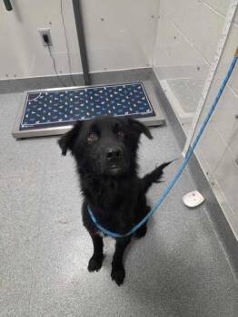 Maxwell -  Australian Shepherd and Mixed Breed Dog for Adoption in Sevierville, Tennessee - Maxwell | PetCurious