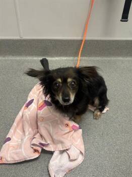 EMMA -  Chihuahua Dog for Adoption in Ontario, California - EMMA | PetCurious