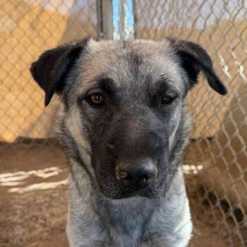 Rosegold -  Anatolian Shepherd Dog for Adoption in Kingman, Arizona - Rosegold | PetCurious
