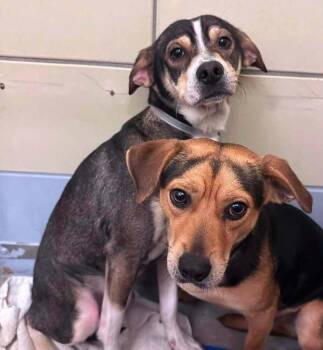 Latte -  Beagle and Mixed Breed Dog for Adoption in Saugus, Massachusetts - Latte | PetCurious