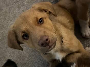 Rocky -  Mixed Breed Dog for Adoption in Chino Valley, Arizona - Rocky | PetCurious