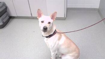 OZZY -  German Shepherd Dog and Mixed Breed Dog for Adoption in Omaha, Nebraska - OZZY | PetCurious
