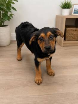 Bellossom -  Rottweiler and Mixed Breed Dog for Adoption in New Orleans, Louisiana - Bellossom | PetCurious