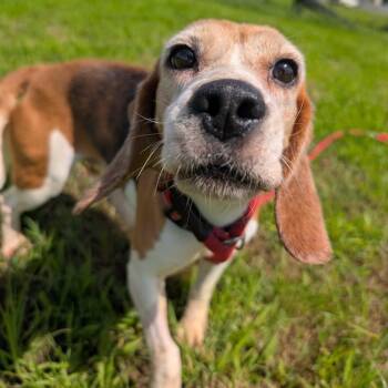 Pam -  Beagle Dog for Adoption in Nowata, Oklahoma - Pam | PetCurious