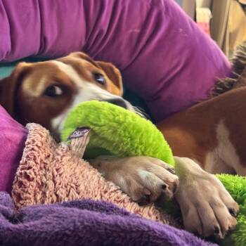 Catahoula Leopard Dog and Hound Dogs Available for Adoption - Daedalus | PetCurious