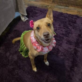 Labrador Retriever and Shepherd Dogs Available for Adoption in Austin, Texas - Island Luna SMG | PetCurious