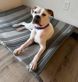 Esme -  Boxer Dog for Adoption in Hewitt, Texas - Esme | PetCurious