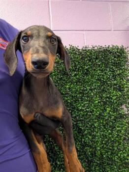 61764023 -  Doberman Pinscher and Mixed Breed Dog for Adoption in El Paso, Texas - 61764023 | PetCurious