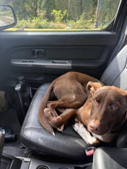 Mixed Breed Dogs Available for Adoption in Rutherfordton, North Carolina - Sadie (Courtesy Post) | PetCurious