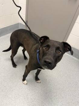 Labrador Retriever Dogs Available for Adoption in Indianapolis, Indiana - RICKY BOBBY | PetCurious