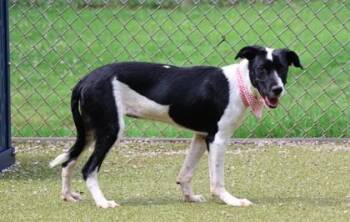 Pepper -  Mixed Breed Dog for Adoption in Athens, Georgia - Pepper | PetCurious