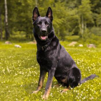 Martin (26-274) -  German Shepherd Dog Dog for Adoption in New Ringgold, Pennsylvania - Martin (26-274) | PetCurious