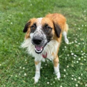 Ryder Wrangler Fluffy Forever -  Nova Scotia Duck Tolling Retriever and Border Collie Dog for Adoption in Friendswood, Texas - Ryder Wrangler Fluffy Forever | PetCurious
