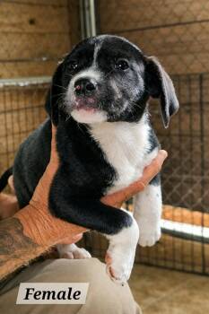 Karma * -  Labrador Retriever Dog for Adoption in West Palm Beach, Florida - Karma * | PetCurious