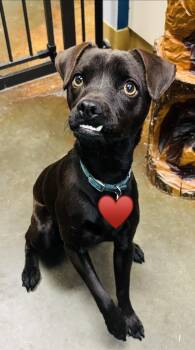 Chihuahua and Pug Dogs Available for Adoption in Council Bluffs, Iowa - Pepper  | PetCurious