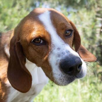Wren -  Hound and Mixed Breed Dog for Adoption in Erie, Pennsylvania - Wren | PetCurious