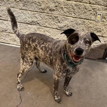 Rooster -  Australian Cattle Dog Blue Heeler and Mixed Breed Dog for Adoption in Durango, Colorado - Rooster | PetCurious