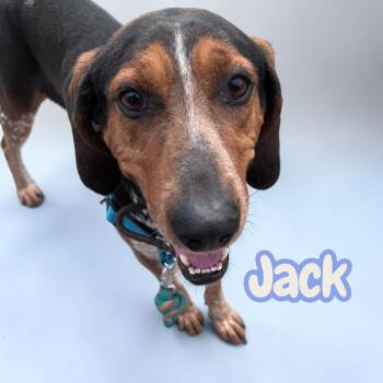 Jack - chained for 4 years - deserves to be a pet - lovebug -  Treeing Walker Coonhound Dog for Adoption in Chuckey, Tennessee - Jack - Chained For 4 Years - Deserves To Be A Pet - Lovebug | PetCurious