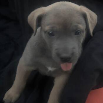 Puppy girl 1_2_2_2 -  English Bulldog and Australian Shepherd Dog for Adoption in West Richland, Washington - Puppy Girl 1_2_2_2 | PetCurious