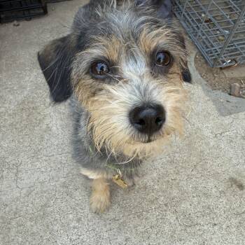 Terrier Dogs Available for Adoption in Tucson, Arizona - Bixby | PetCurious