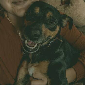 Terrier Dogs Available for Adoption - Copper - Home To Home | PetCurious