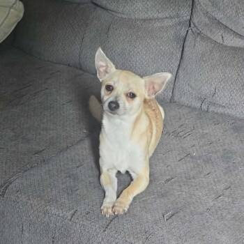 Socks -  Chihuahua and Mixed Breed Dog for Adoption in Dover, Arkansas - Socks | PetCurious