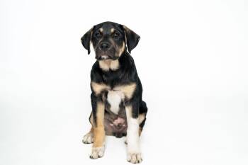 Australian Shepherd and Shepherd Dogs Available for Adoption - Blake-Nick Of Time Litter | PetCurious