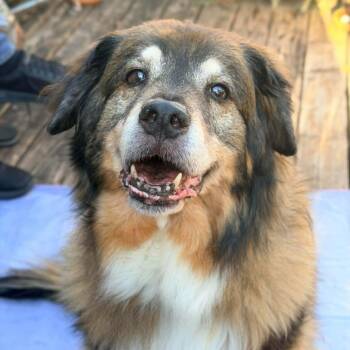Musha -  English Shepherd Dog for Adoption in New Smyrna Beach, Florida - Musha | PetCurious