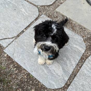 Panda -  Poodle Dog for Adoption in Pleasant Valley, New York - Panda | PetCurious