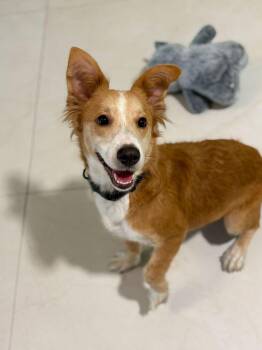 Australian Shepherd and Chihuahua Dogs Available for Adoption - Canela | PetCurious