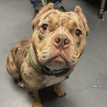 Rescue Mixed Breed Dogs for Adoption in Allentown, Pennsylvania - Diamond | PetCurious