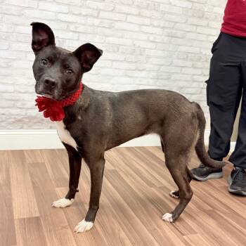 Rescue Mixed Breed Dogs for Adoption in Montgomery, Alabama - Charley | PetCurious