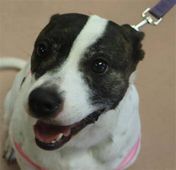 Rescue Mixed Breed Dogs for Adoption in Columbia, South Carolina - ROISE | PetCurious