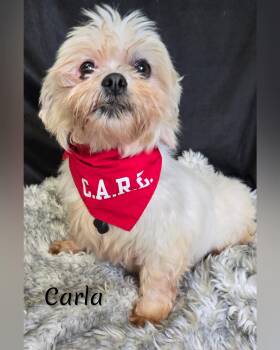 Carla -  Lhasa Apso Dog for Adoption in Fredericksburg, Virginia - Carla | PetCurious