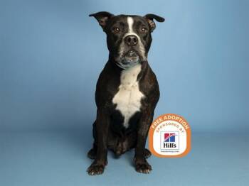 Pit Bull Terrier Dogs Available for Adoption - KODA | PetCurious