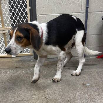 Duke -  Beagle Dog for Adoption in Madisonville, Kentucky - Duke | PetCurious