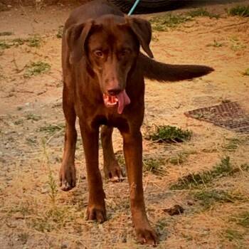 AOK-Stray-292(Atlas) -  Chocolate Labrador Retriever Dog for Adoption in Tonasket, Washington - AOK-Stray-292(Atlas) | PetCurious