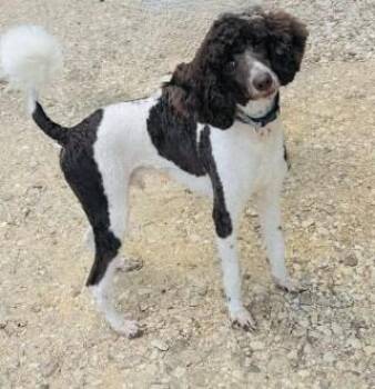 Rescue Standard Poodle Dogs for Adoption in Richmond, Texas - Nespresso | PetCurious