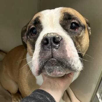 Floki -  English Bulldog Dog for Adoption in Dekalb, Illinois - Floki | PetCurious