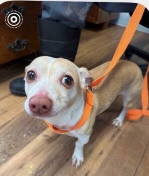 Dachshund and Terrier Dogs Available for Adoption in Columbia, Tennessee - Taco | PetCurious